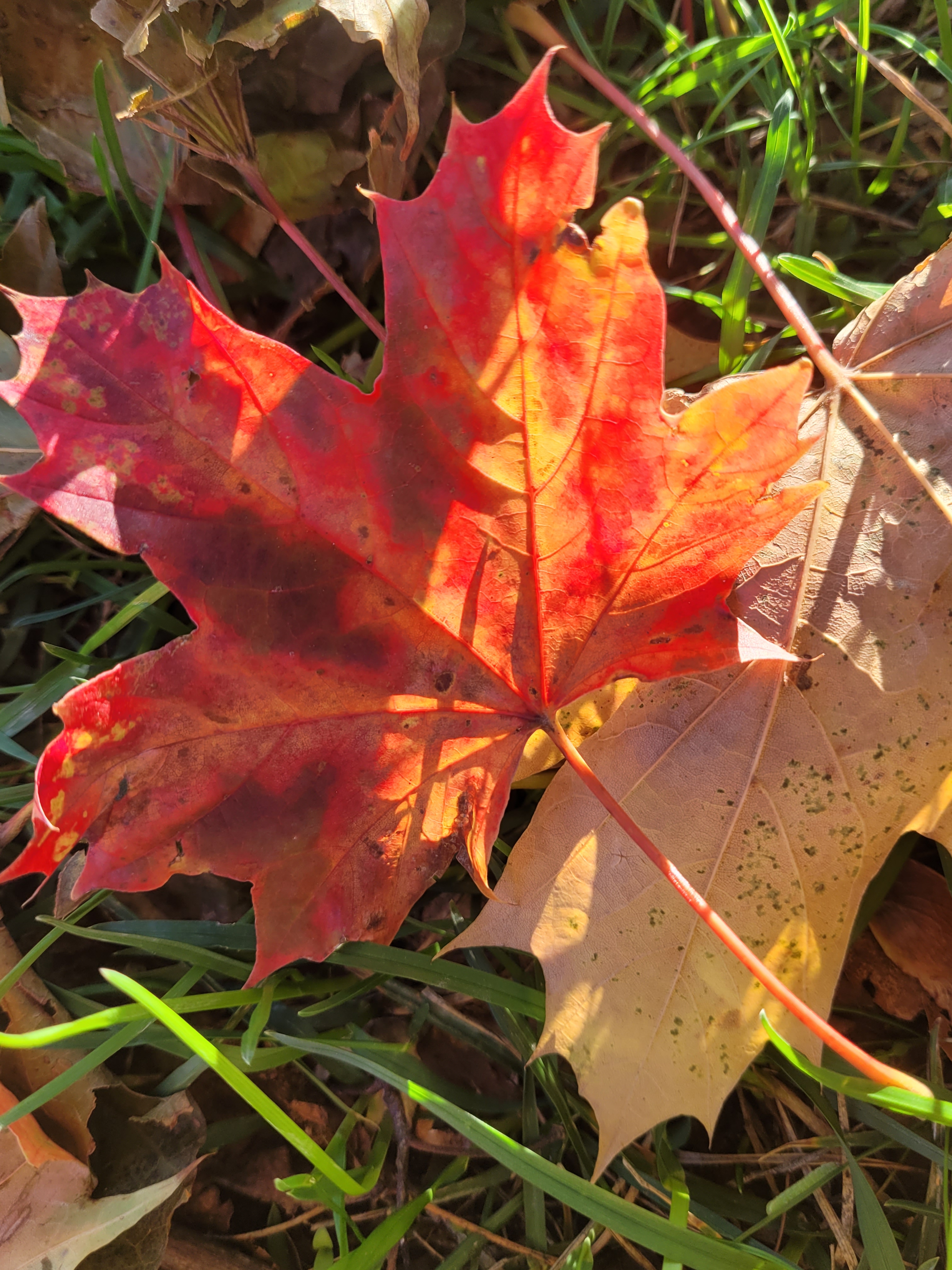 reddish sycamore leaf caught in sun