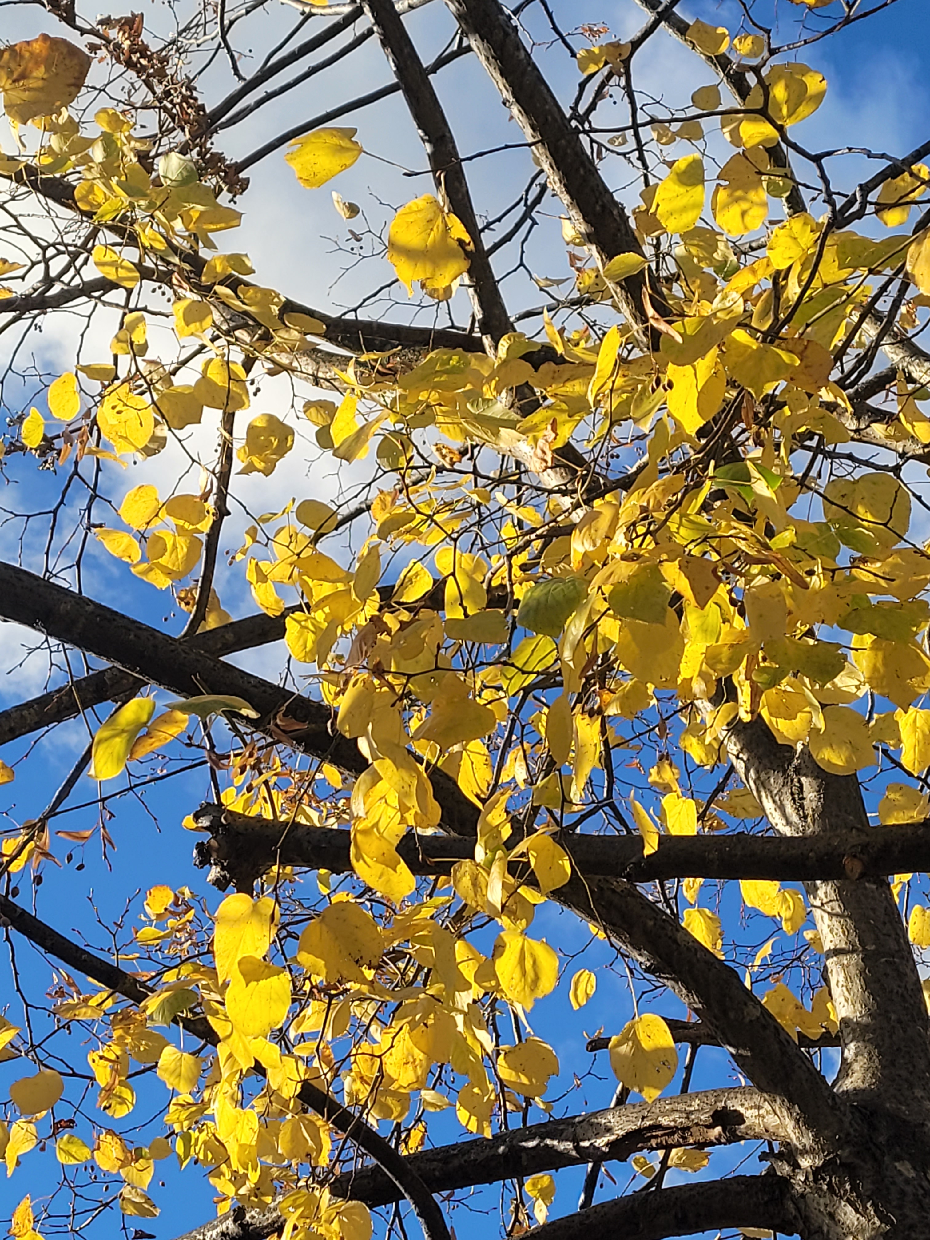 yellow leaved tree in sunshine