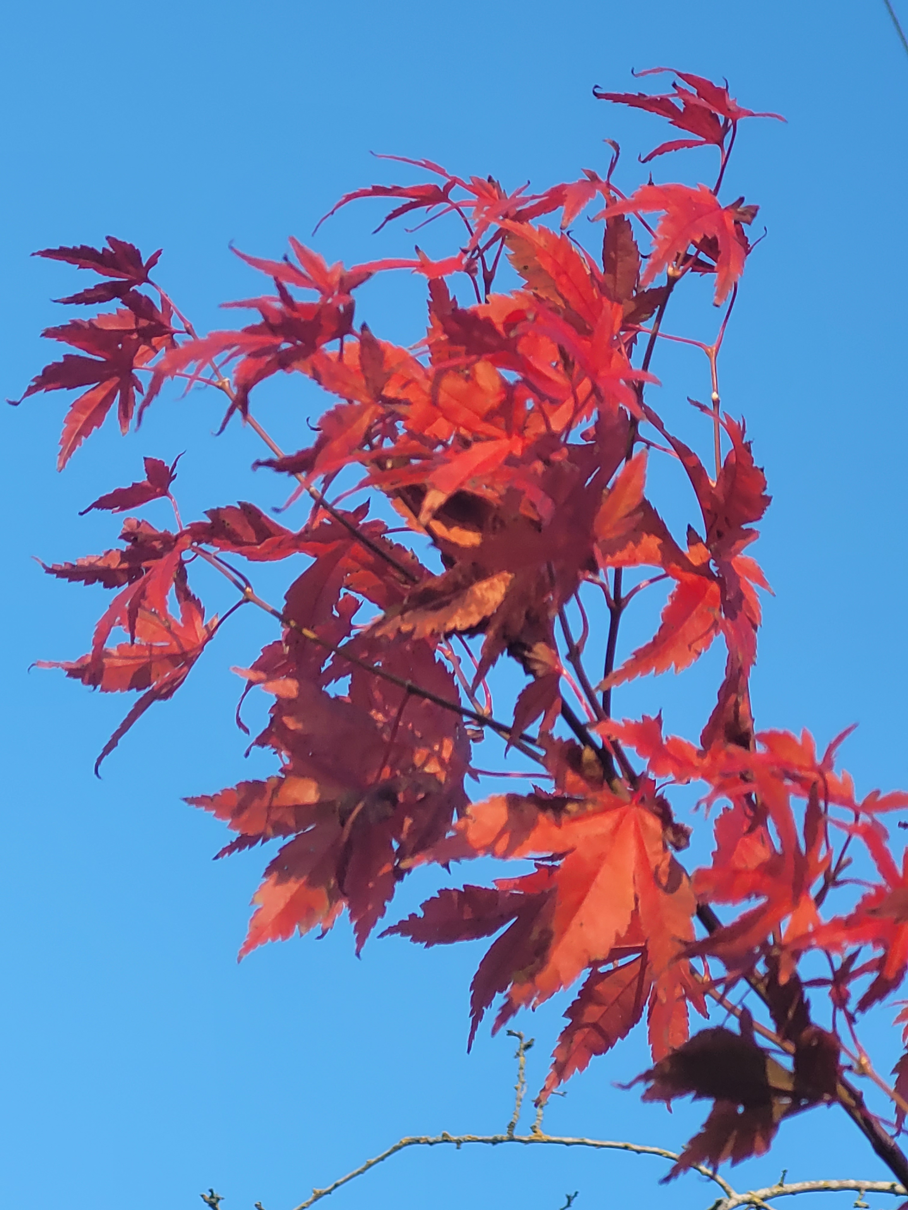 red leaves against a ble sky