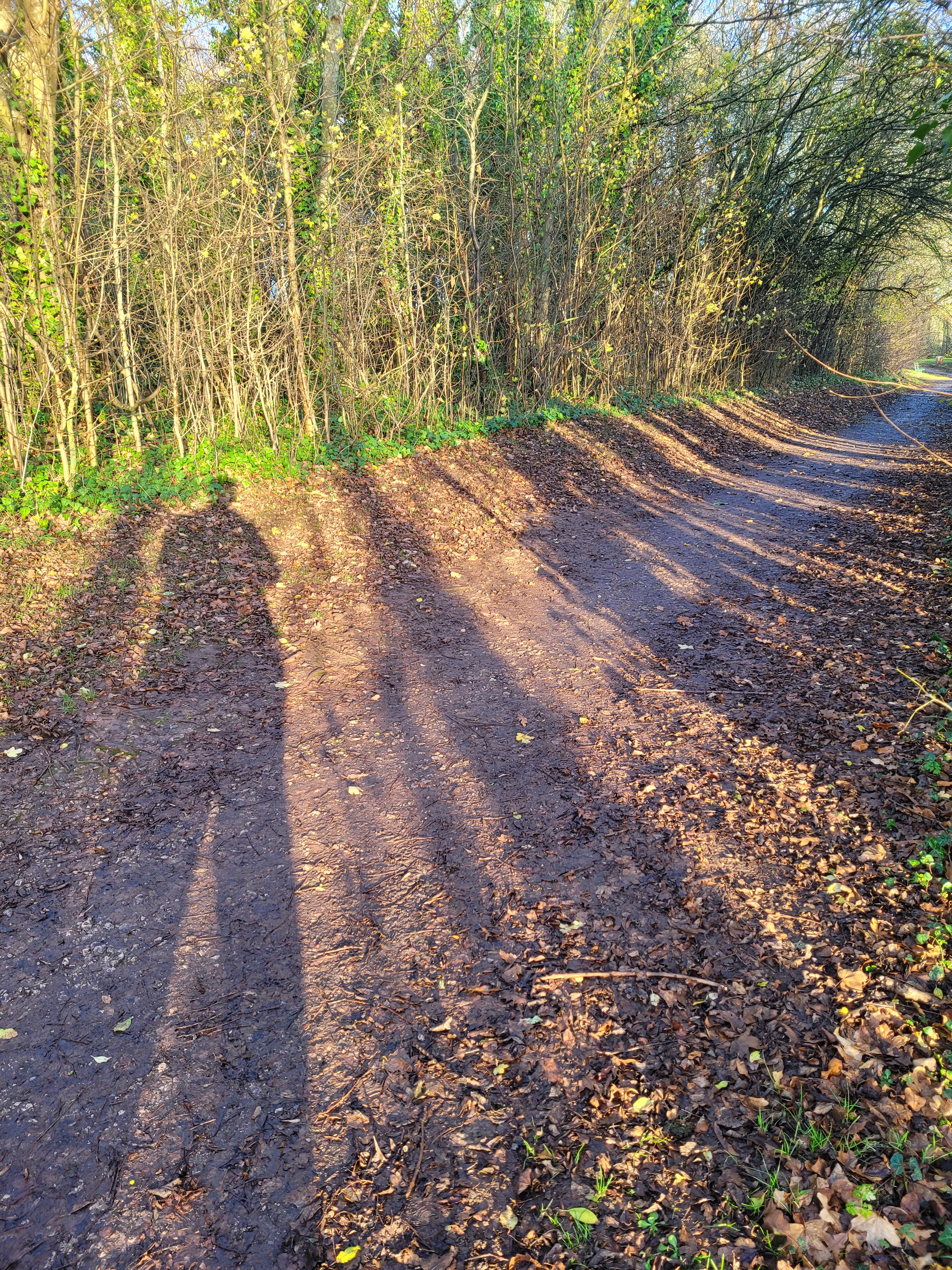 long evening shadows making stripes