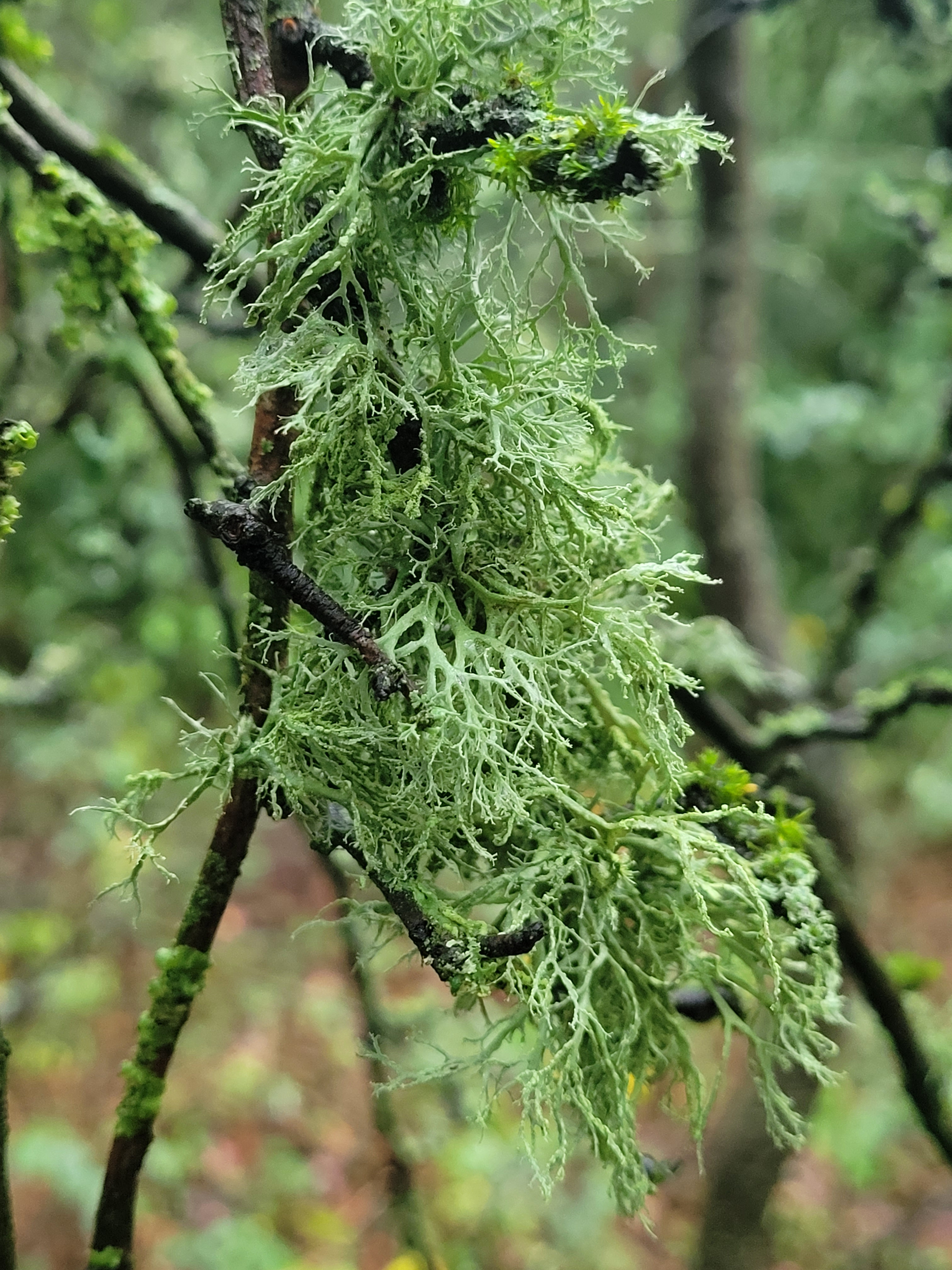 lichen on a branch