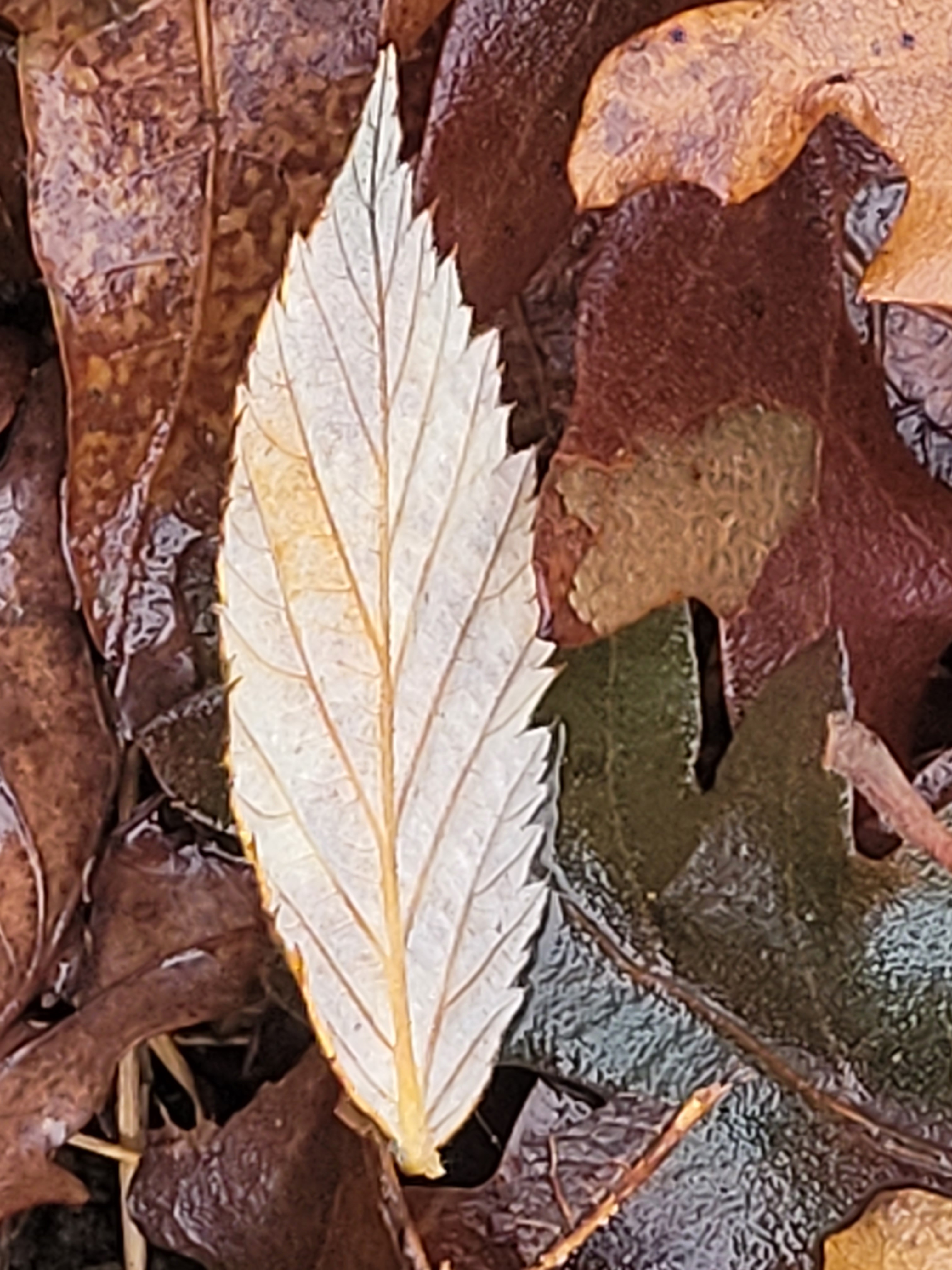 A pale leaf standing out on the leafy ground